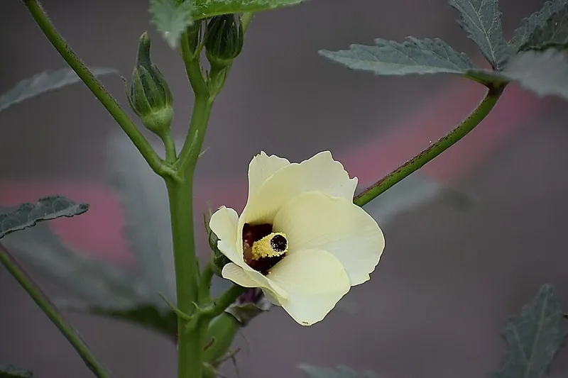 An okra plant with a cream-coloured flower
