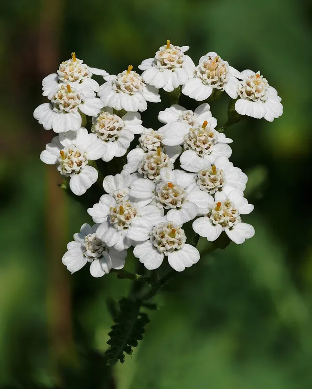 A white yarrow flower cluster