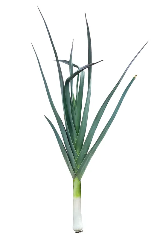 A single leek with a white shaft and green leaves