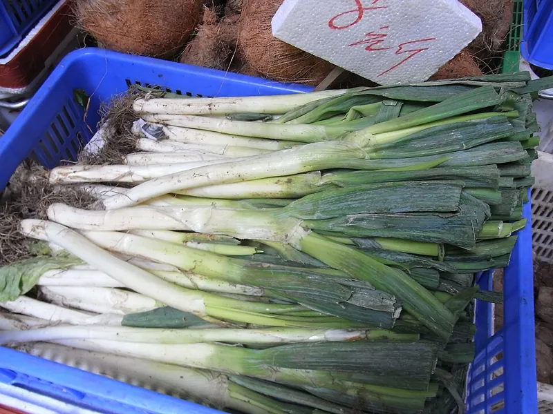 Bunches of scallions with white shafts and green tops
