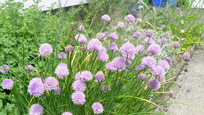 A clump of chives in flower