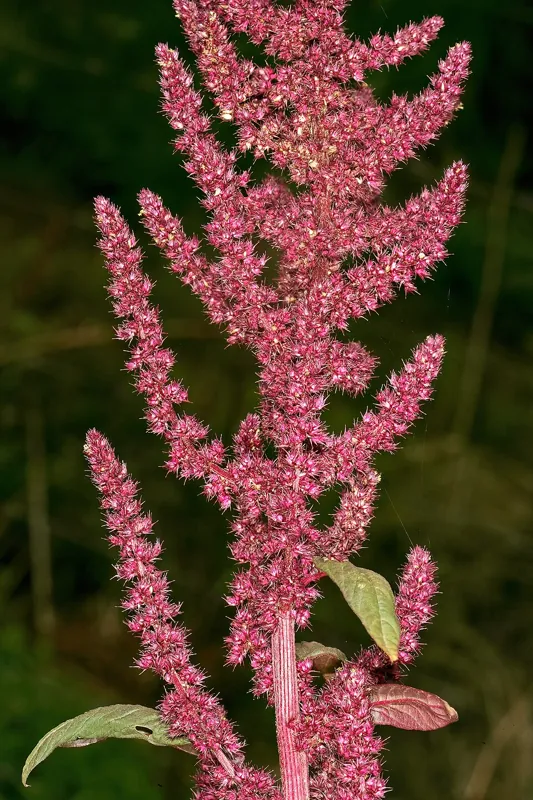 An amaranth plant with a deep-red flower plume