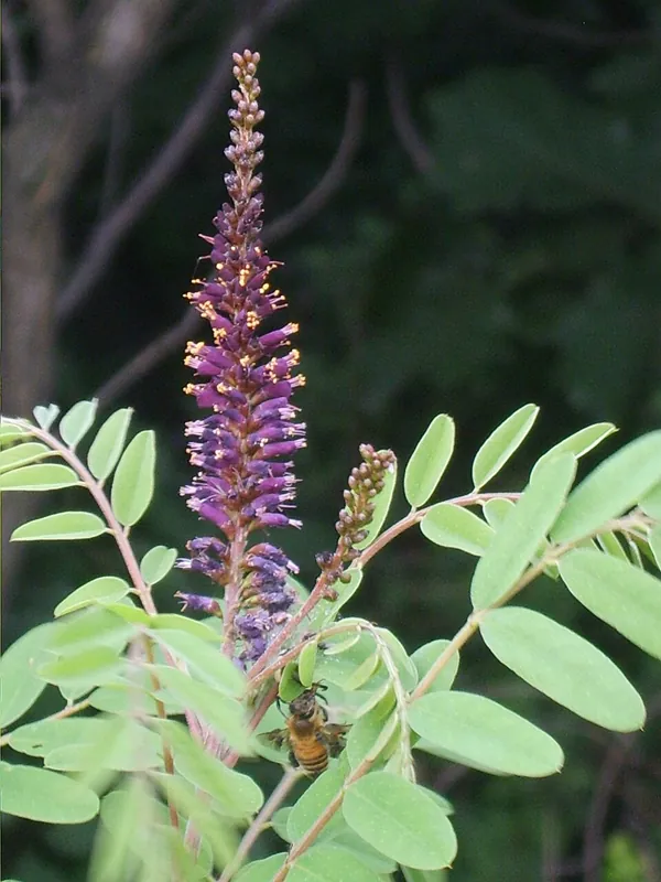 False indigo bush with a purple flower spike