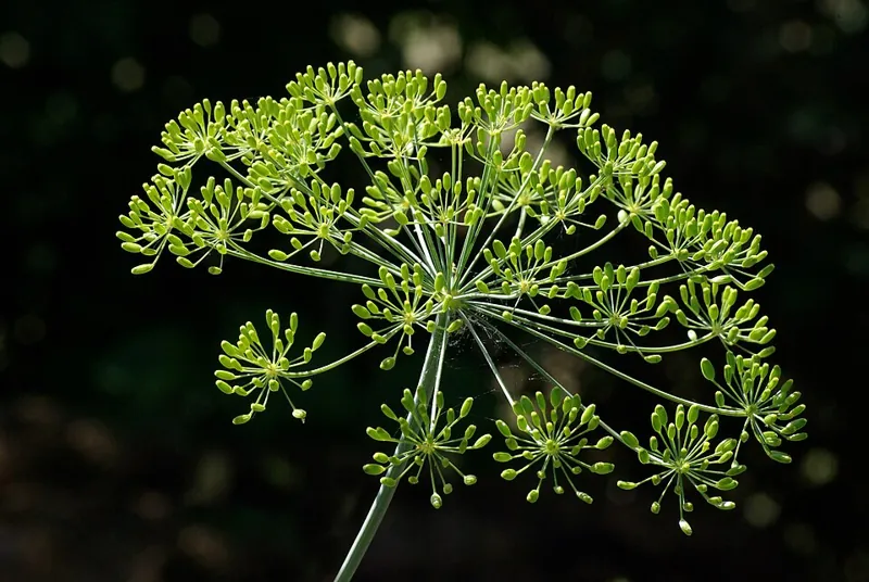 A dill flower head with its yellow umbels