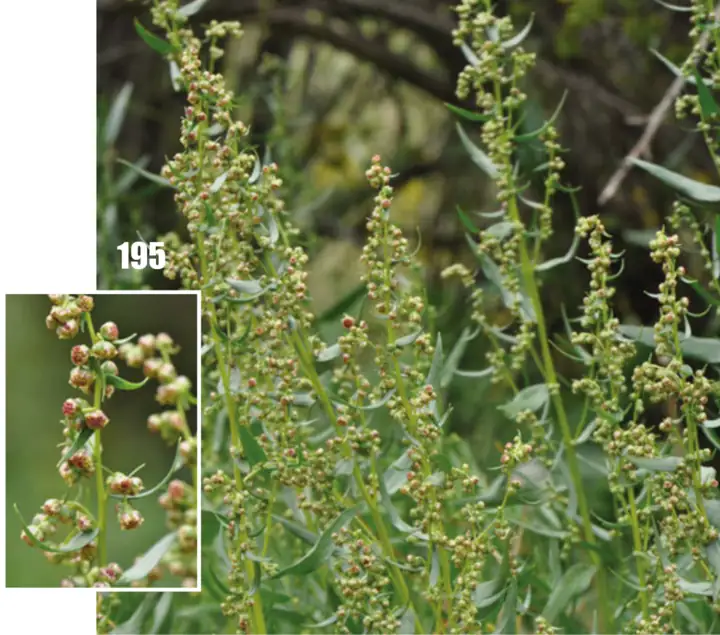 A tarragon plant with slender green leaves