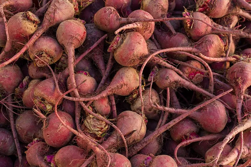 Freshly harvested red beets with their roots and tops