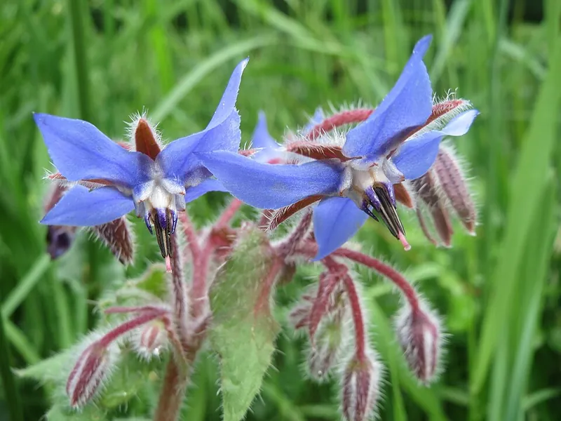 Blue star-shaped borage flowers