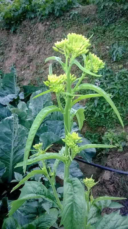 A leafy mustard plant