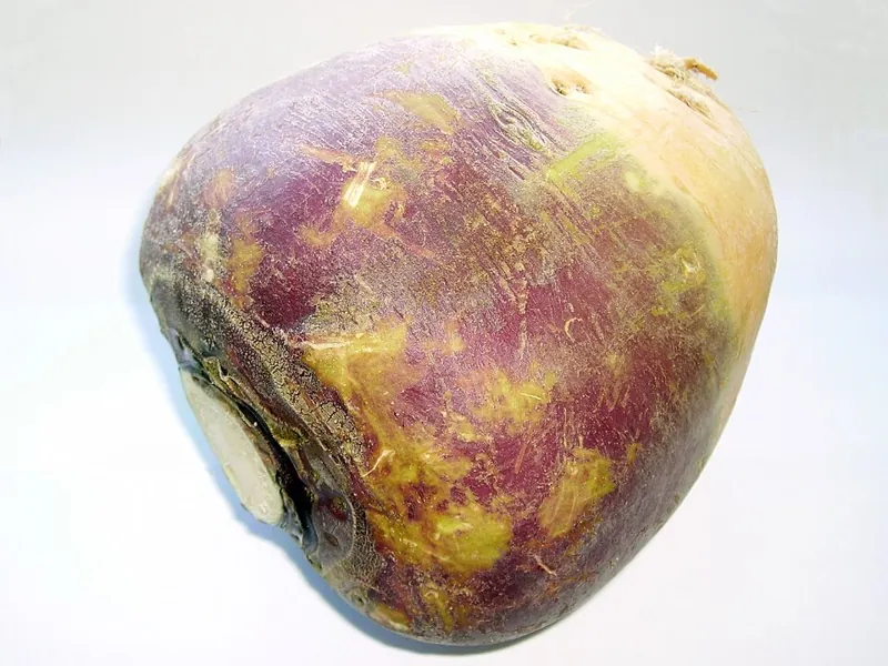 A rutabaga root