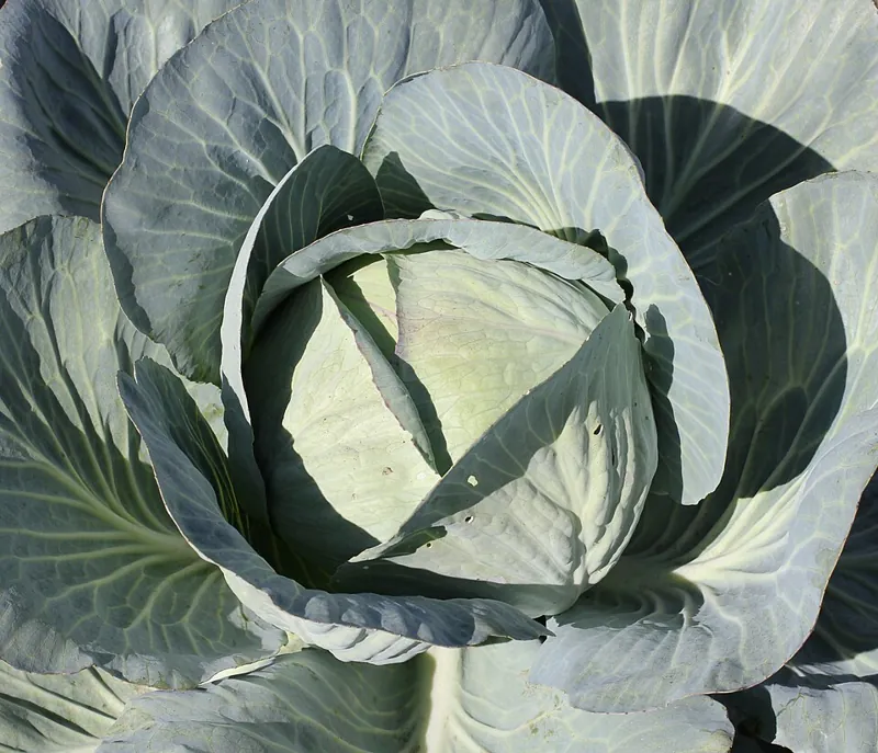 A green cabbage head with tight wrapping leaves