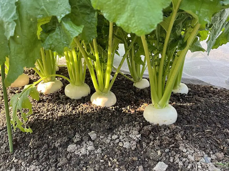 Turnips growing in the ground with their leafy tops