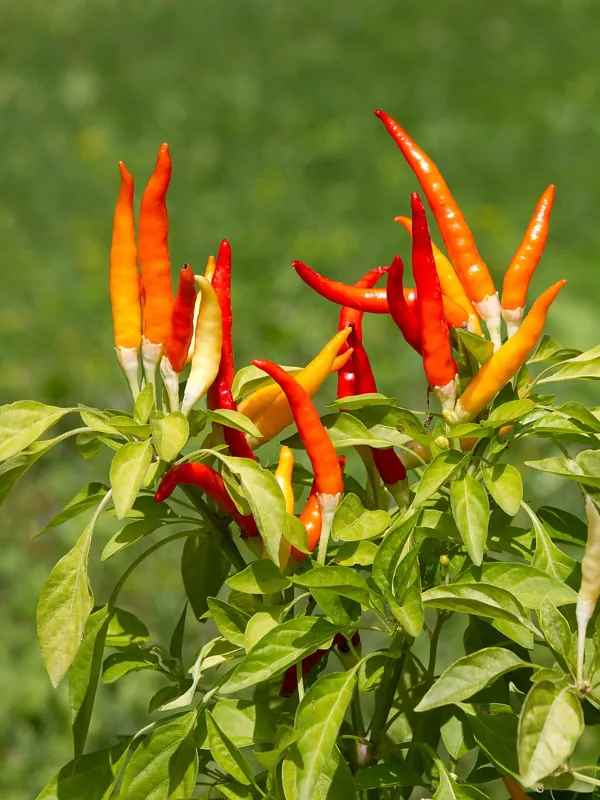 A pepper plant bearing red and orange fruit