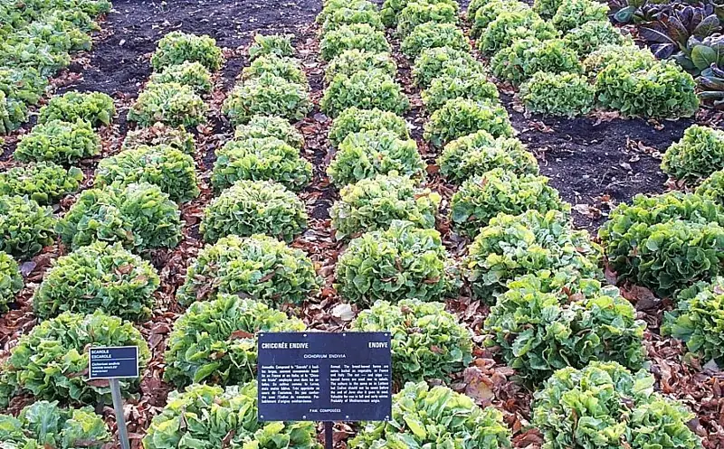 Rows of curly endive growing