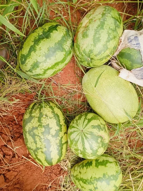 Whole striped watermelons