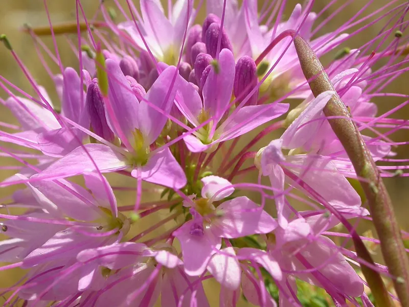 The spidery pink flower of Rocky Mountain bee plant