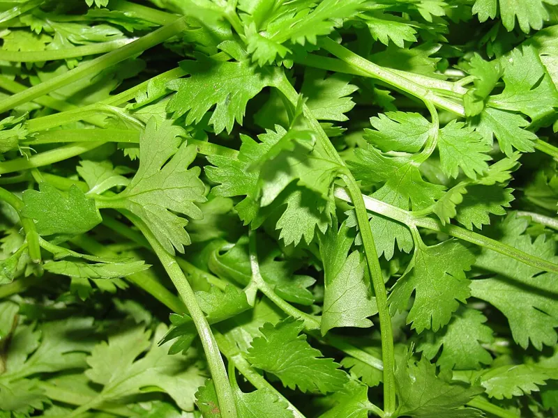 Fresh green cilantro leaves