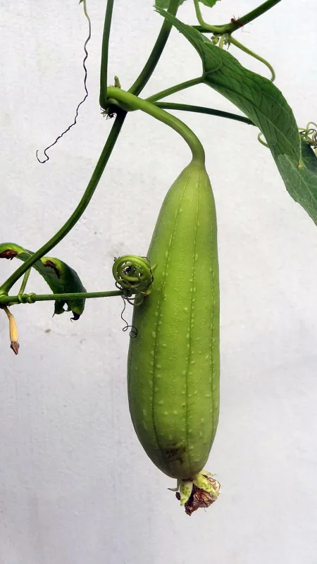 A cucumber hanging on the vine
