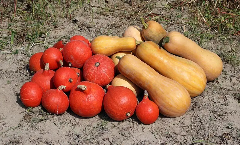 A pile of winter squashes and pumpkins