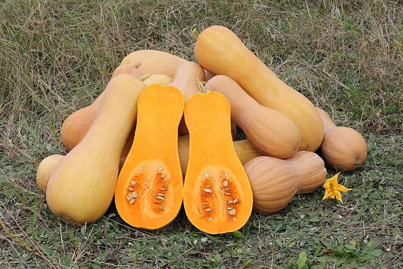 Butternut squash, whole and halved