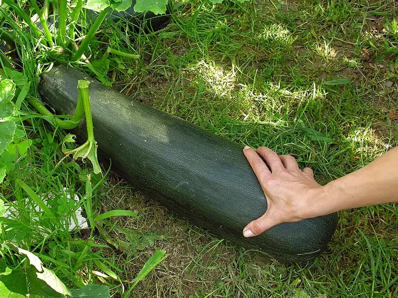 A green zucchini growing on the ground among the leaves