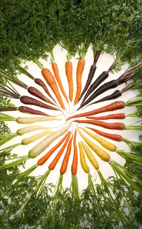 Carrots of many colours arranged in a fan