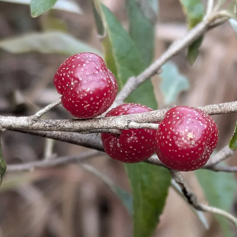 Red speckled autumn olive berries on the branch