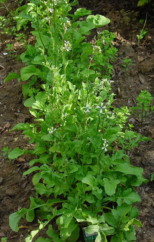Arugula plants growing as leafy salad greens