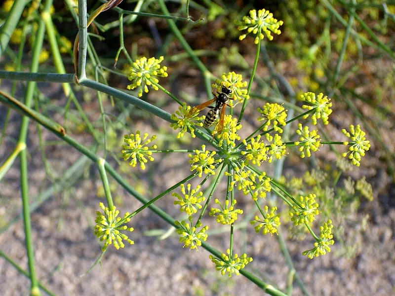 A fennel plant with yellow flower umbels