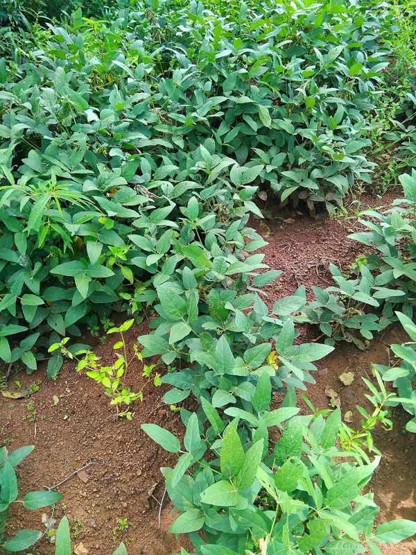 Soybean plants growing in a field
