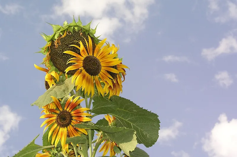 Sunflowers in bloom against the sky