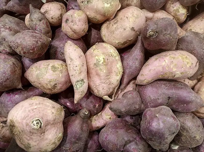 A pile of harvested sweet potato tubers