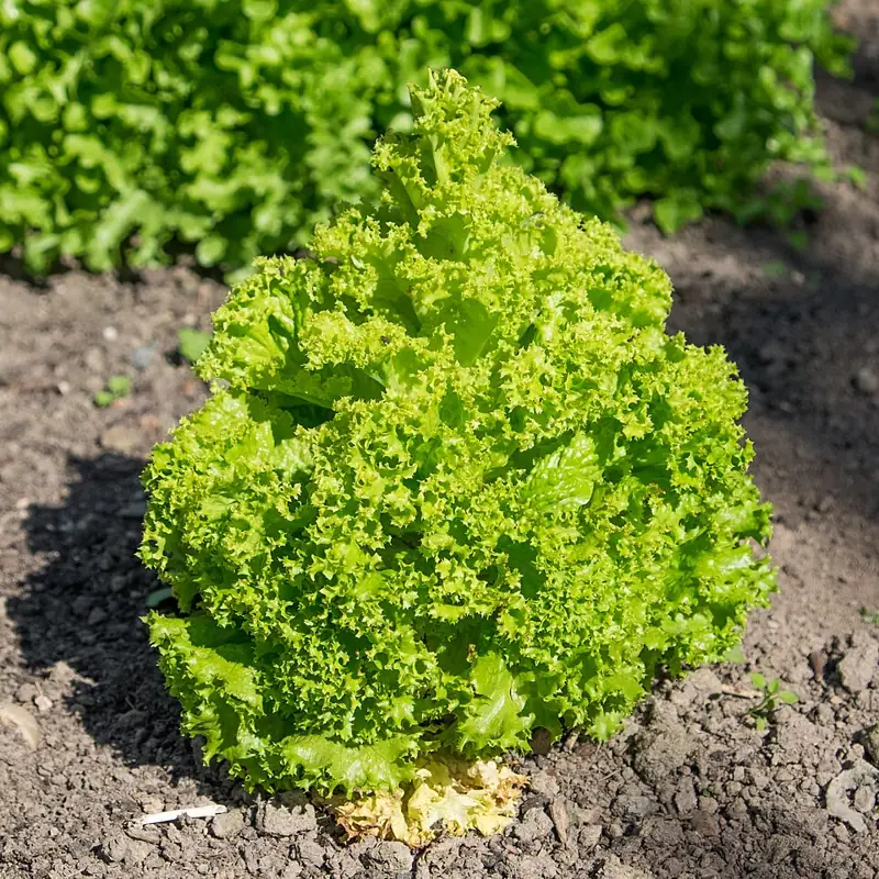 A loose-leaf lettuce growing in garden soil