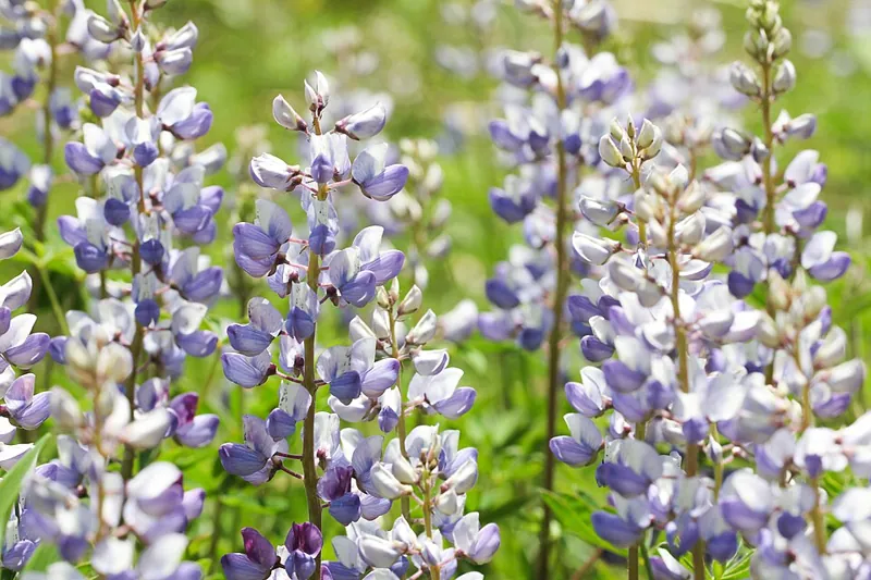 Wild lupine with blue flower spikes