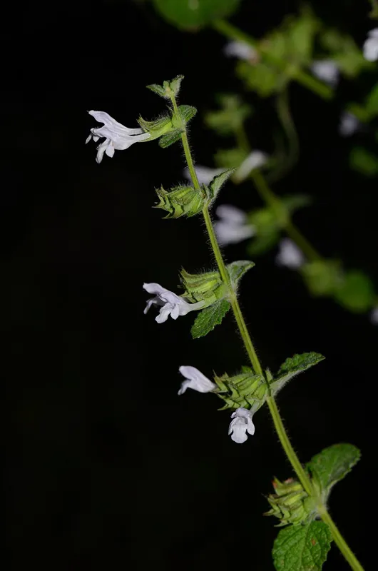 A lemon balm plant with small white flowers