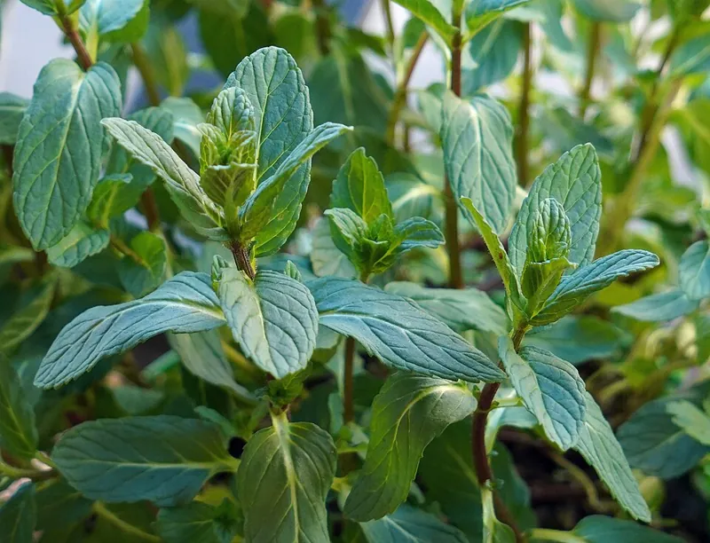 The lush green leaves of a spearmint plant