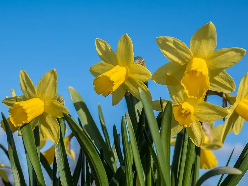 Yellow daffodils in bloom