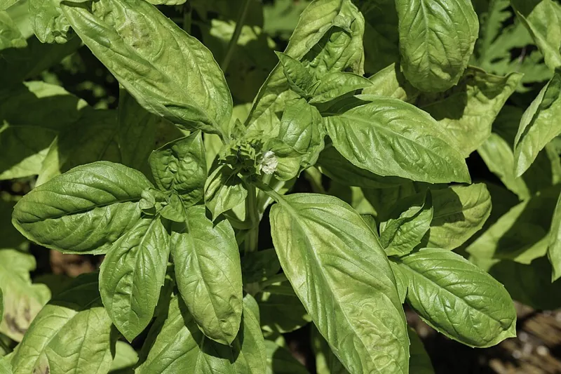 A sweet basil plant with broad green leaves