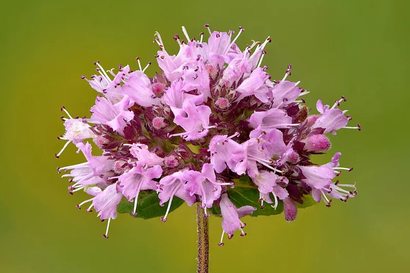 An oregano plant in pink flower
