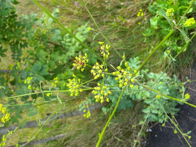 A parsnip plant in flower