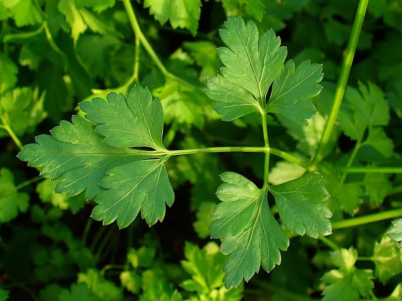 Flat-leaf parsley foliage