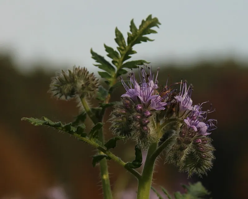 The coiled purple flower of lacy phacelia