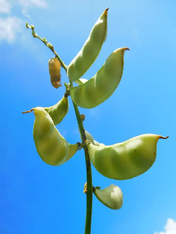Lima bean pods on the plant