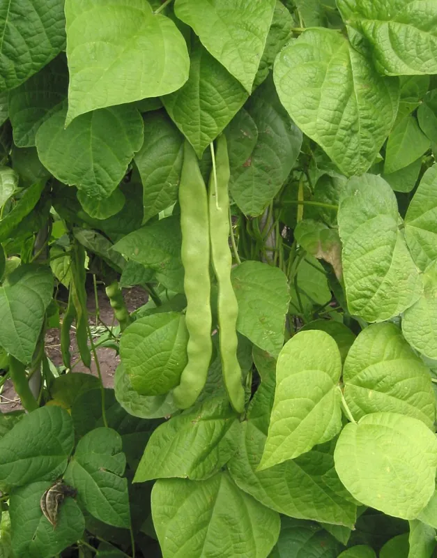 A bean plant with green pods hanging among the leaves
