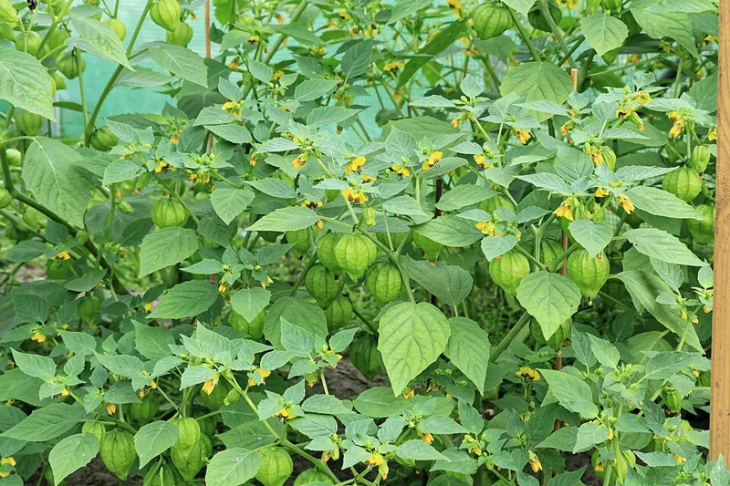 A tomatillo plant carrying husked fruit