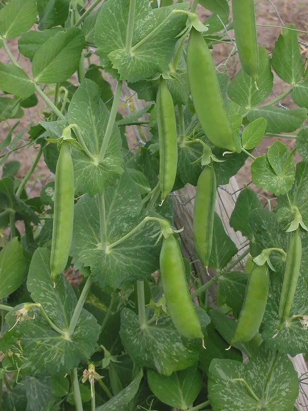A pea plant with green pods on the vine