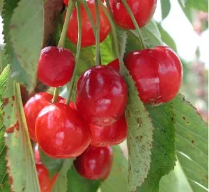 Red sour cherries on the branch