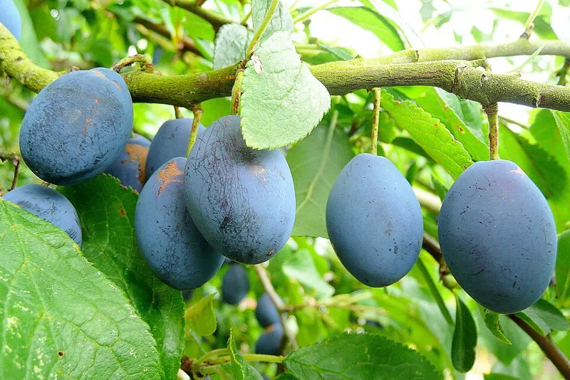 Purple plums ripening on the branch
