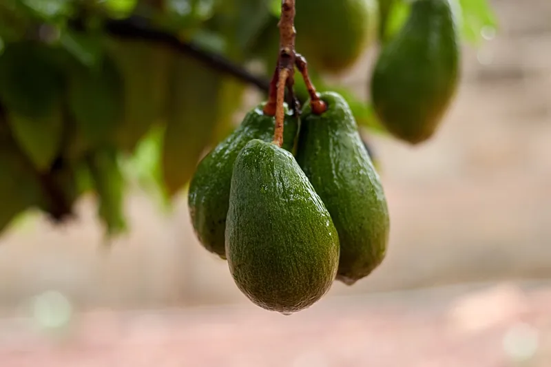Green pears hanging on the tree