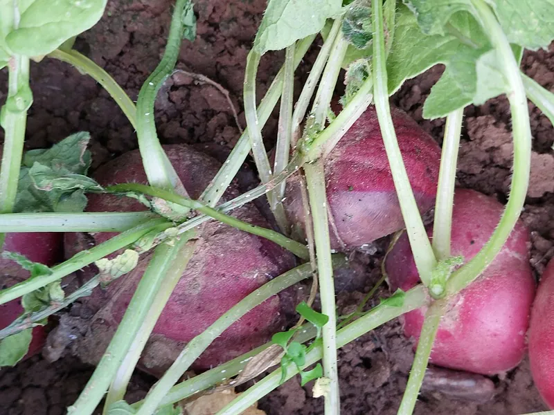 Red radishes growing in the soil with their leafy tops