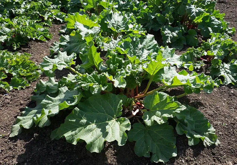 A rhubarb plant with large leaves and red stalks